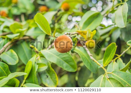 [[stock_photo]]: Persimmon Tree And Velvet Persimmon Contrast Beautifully With Their Green Leaves