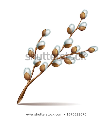 Bunch Of Willow Twigs Isolated Illustration Stok fotoğraf © tassel78