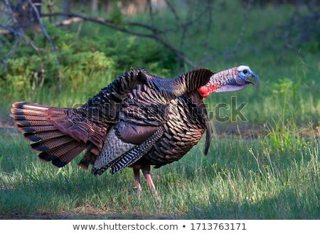 Foto stock: Eastern Wild Turkey Hunting Background