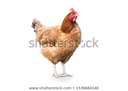 Stock fotó: Proud Walking Hen