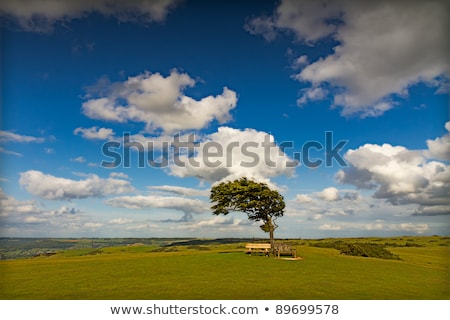 Stock foto: Tree With Sun At Cleeve Hill On A Windy Day Cotswolds England