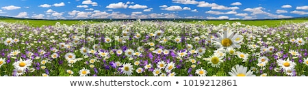 Foto stock: Landscape With Daisies