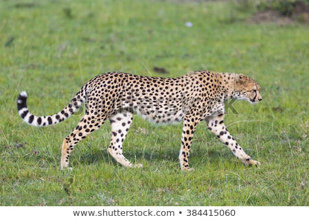 Stock fotó: Cheetah Acinonyx Jubatus