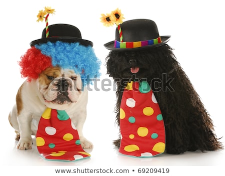 Zdjęcia stock: Clown Dog With Red Wig And Hat