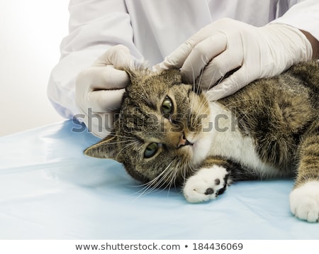 Stock photo: Veterinarian Calming A Cat At Clinic