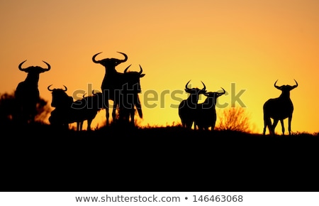 Stock photo: Wildebeest Sunset Silhouette