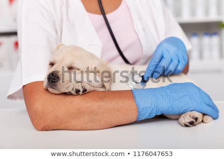 Foto d'archivio: Dog Healthcare Vaccination