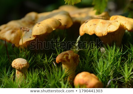 Stock photo: Growing Many Chanterelles In Wood