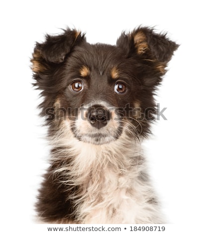 Stock foto: White Mixed Breed Dog With Funny Ears Portrait In Gray Backgroun