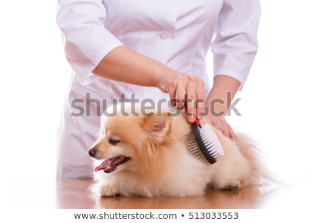 Stok fotoğraf: Vet Brushing Dog Of The Spitz Breed Isolated Background
