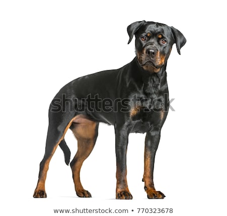 Stock photo: Rottweiler Standing Up