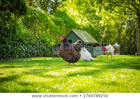 Stock fotó: Hens In Rustic Farm Yard