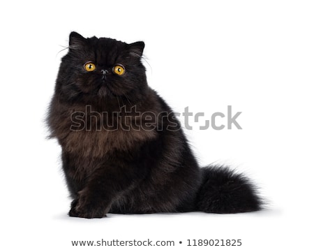 Excellent Deep Black Persian Cat Kitten Isolated On A White Background Stock Photo C Nynke Van Holten 9722443 Stockfresh