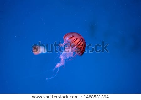 Foto stock: Aurelia Aurita Jellyfish In Aquarium