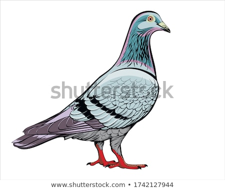 ストックフォト: Urban Pigeon