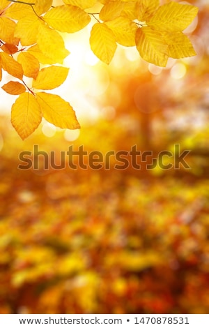 Stock fotó: Autumn Maple Leaves With Shallow Focus Background