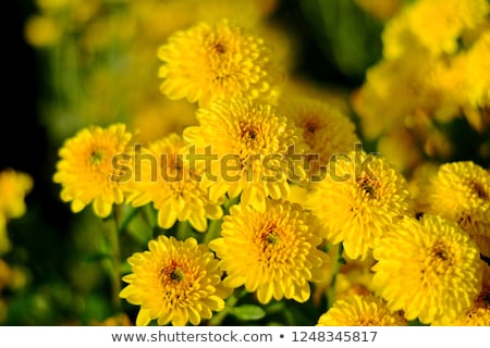 Foto d'archivio: Yellow Chrysanthemum