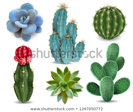 Foto stock: Colorful Cacti Cactus Plants