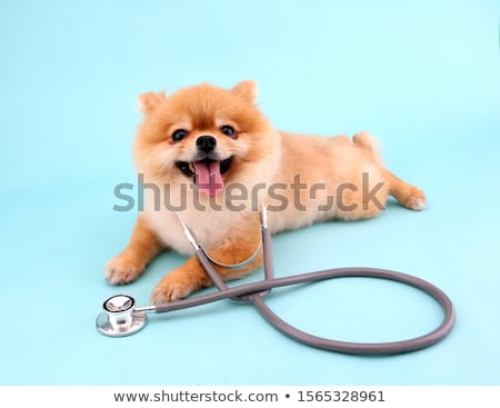 Foto stock: Medical Doctor Dog