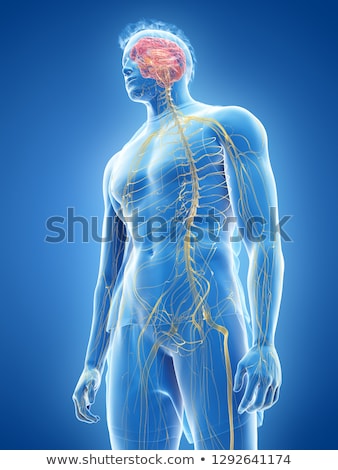 Foto d'archivio: 3d Rendered Illustration Of The Male Nerve System
