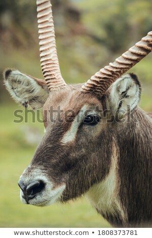 Foto stock: Female Waterbuck Close Up