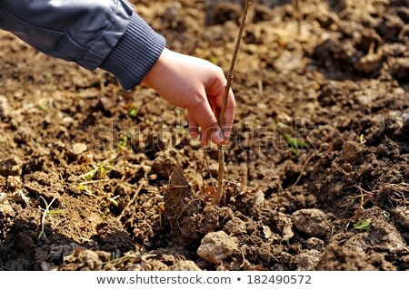 Stock foto: Newly Planted Pine Tree Seedling