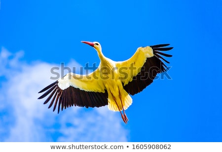 [[stock_photo]]: Stork