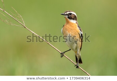 Stock photo: Whinchat