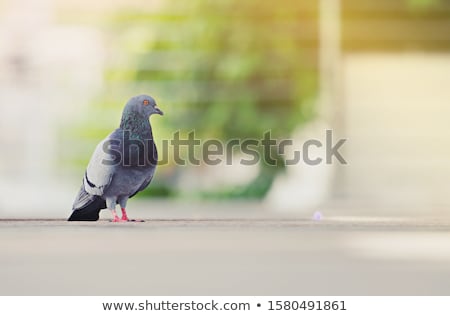 Zdjęcia stock: Gray Pigeon Standing On The Ground