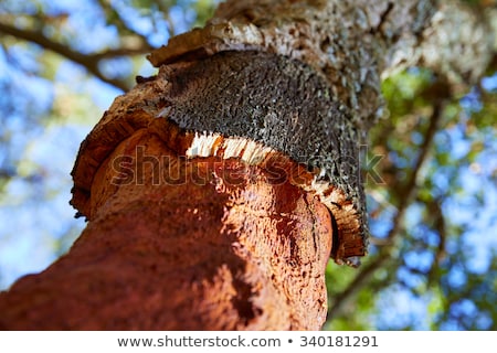 Zdjęcia stock: Castellon Alcornocal In Sierra Espadan Cork Trees