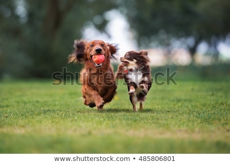 Imagine de stoc: Two Funny Playing Dogs