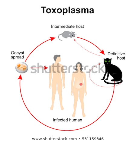 Zdjęcia stock: Toxoplasma Gondii Invasion And Dissemination In The Cell