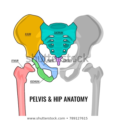 ストックフォト: Human Hip Joint And Osteoporosis