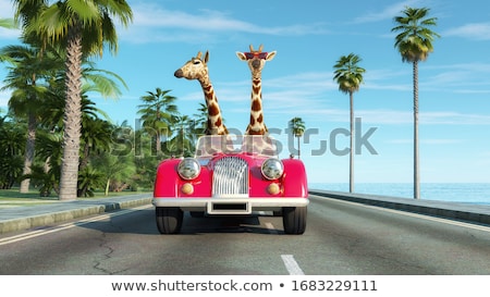 Foto stock: Giraffe By Car On Highway