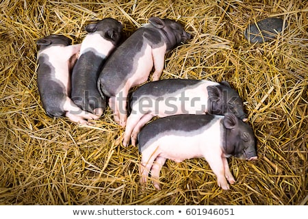 Foto d'archivio: Sleeping Pig Farm Animal Is Sleeping Sleepy Swine