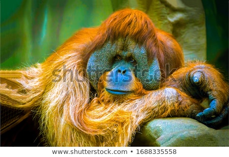 Stock photo: Orangutan