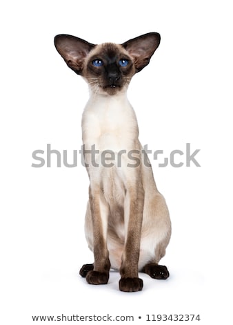 Сток-фото: Excellent Seal Point Siamese Cat Kitten Isolated On White Background