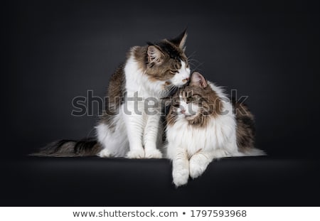 Foto stock: Handsome Young Adult Maine Coon On Black