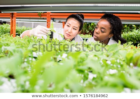 Zdjęcia stock: Two Female Researchers Studying Characteristics Of Green Seedlings