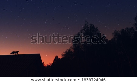 Stock fotó: Cat On The Roof