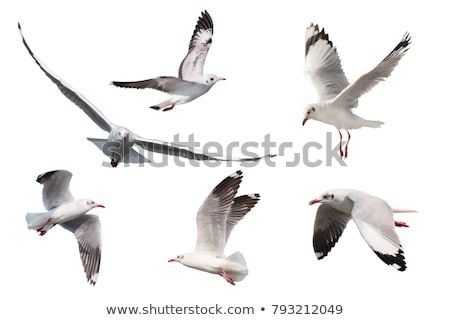 Stok fotoğraf: Seagull