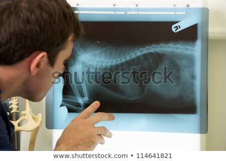 商業照片: Male Veterinary Surgeon Examining X Ray In Surgery