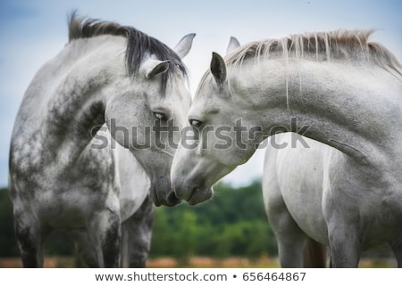 Сток-фото: Two Horses
