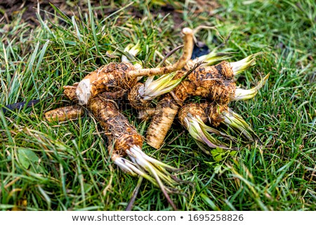 Stock photo: Freshly Dug Up Vegetables