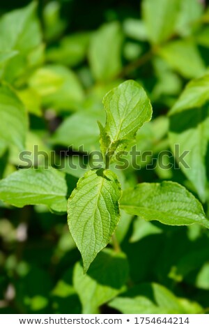 Сток-фото: Weigela Weigela Florida