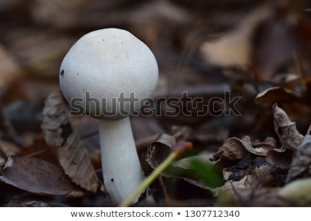 ストックフォト: Mushrooms On Green Grass