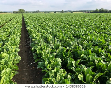 Foto d'archivio: Harvested Sugar Beet Crop Root