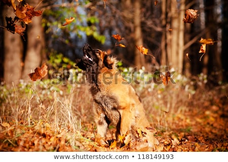 Zdjęcia stock: Big Dog Leonberger Portrait In The Studio