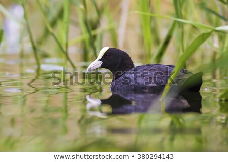 Сток-фото: Eurasian Coot Fulica Atra