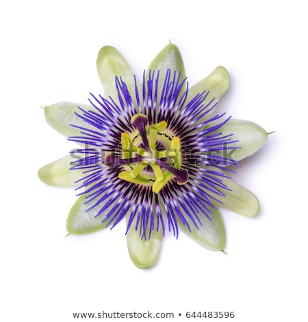 ストックフォト: Passion Fruit Flower